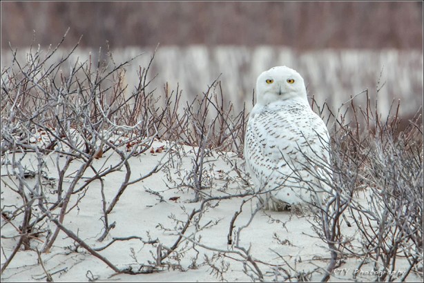 11s DSC_8508aD3Nx5600