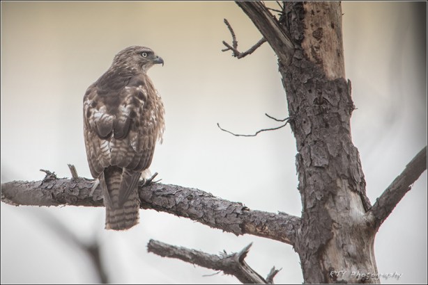 5x DSC_9833aVDx3N3600