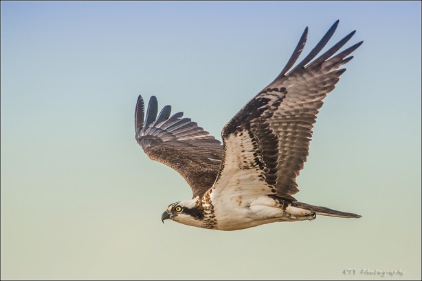 19 nn DSC_9196a3N600