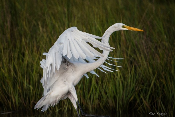 6 1x DSC_8405aVNx3600