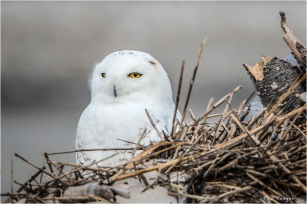 3 13z-DSC_1804a7N600