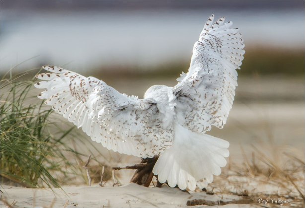 5 9z-DSC_1664a3V5N3D600