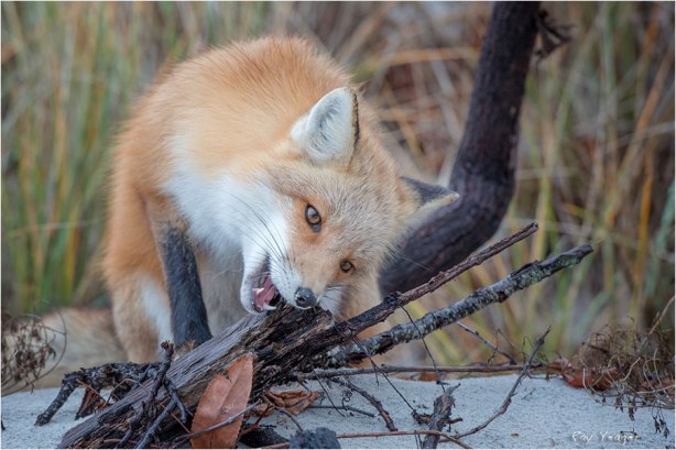 6 99-DSC_2566a3Nx600