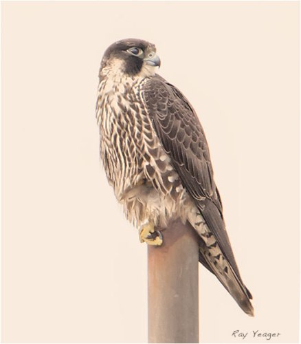 8 7z-DSC_1883a5Nxy600