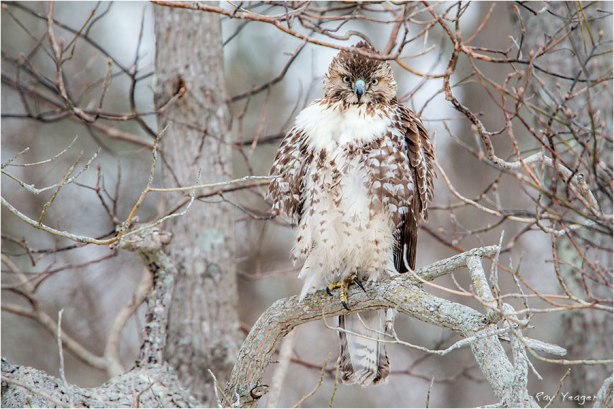 1 1a-DSC_6114a9xy600