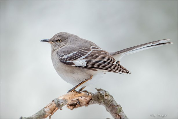 5 5z-DSC_6370a1V3600