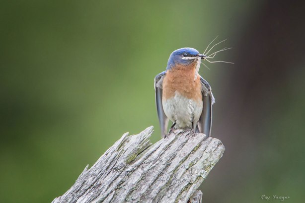 3 11z-DSC_3151a3N600