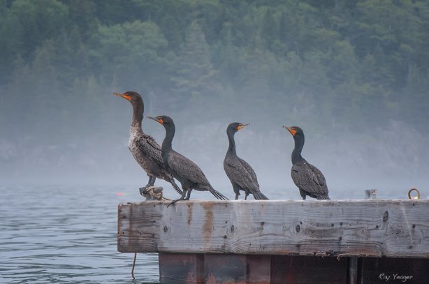 2 5z-DSC_7125a3xD600