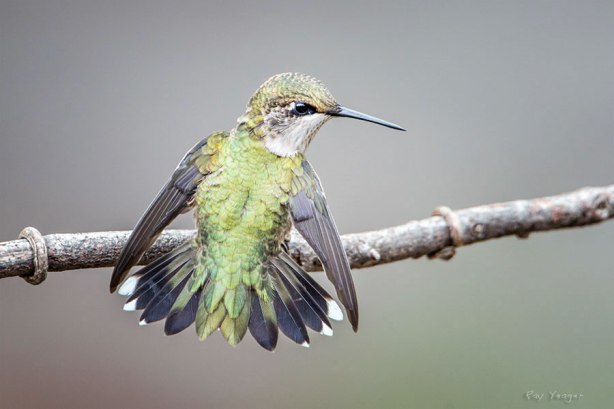 1 1x-DSC_9268a3Nx600