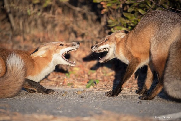 6 3zZZ-DSC_3073a3600