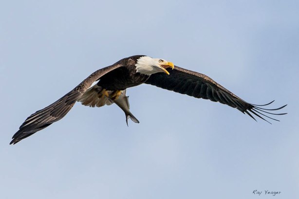 5 3 13z-DSC_5607a3600