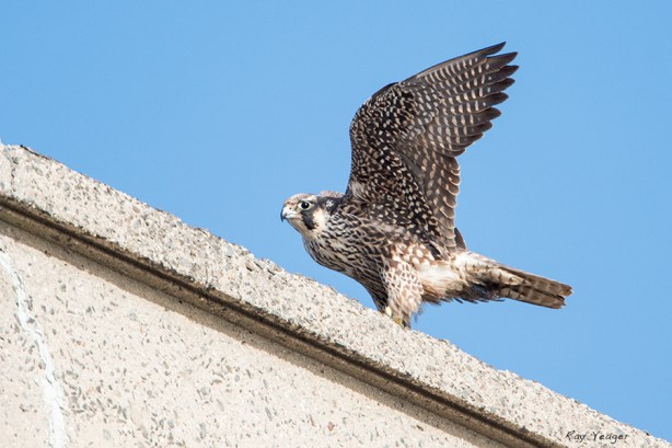 3 DSC_0354a3600 copy