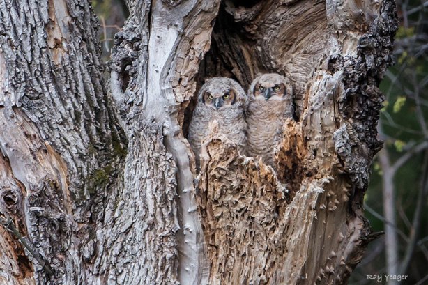 103 1-DSC_6531a1c2N600