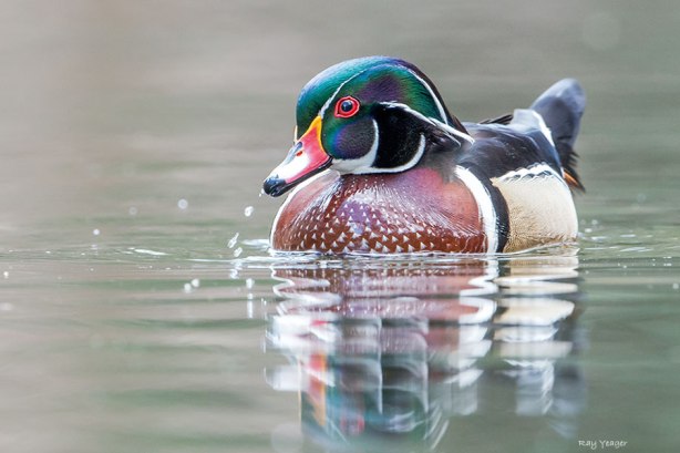 2 25c-DSC_5612a5D600