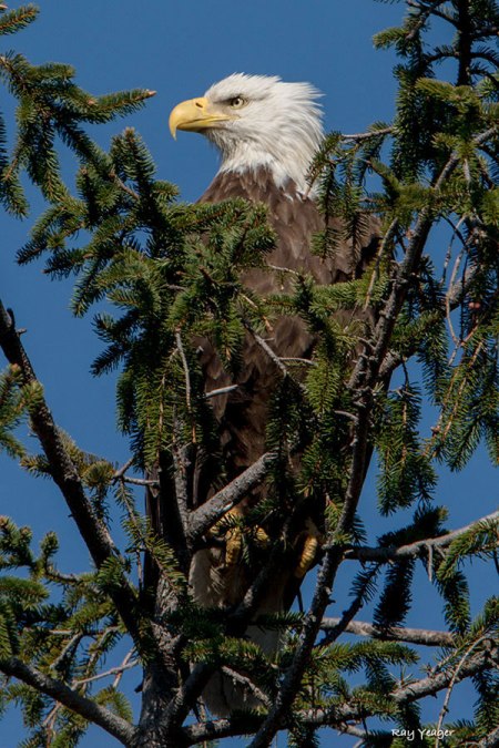 6 11zZ-DSC_7765a1cV900