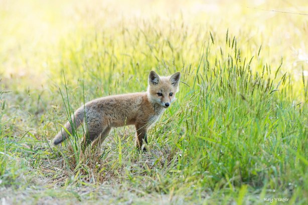 4 3z-DSC_9887a1x1050