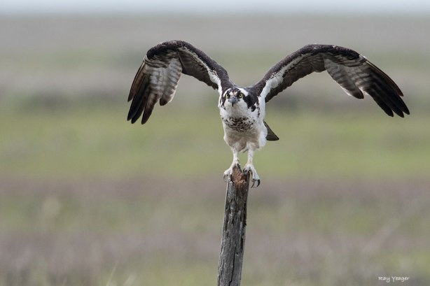 5z-DSC_1646-a1c21050