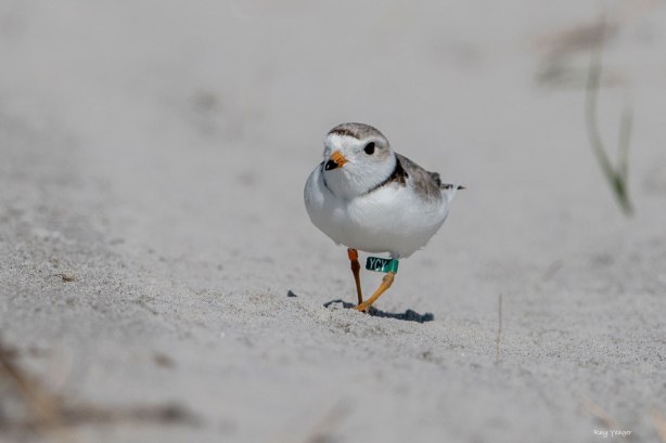 10 15z-DSC_3914a1c1500