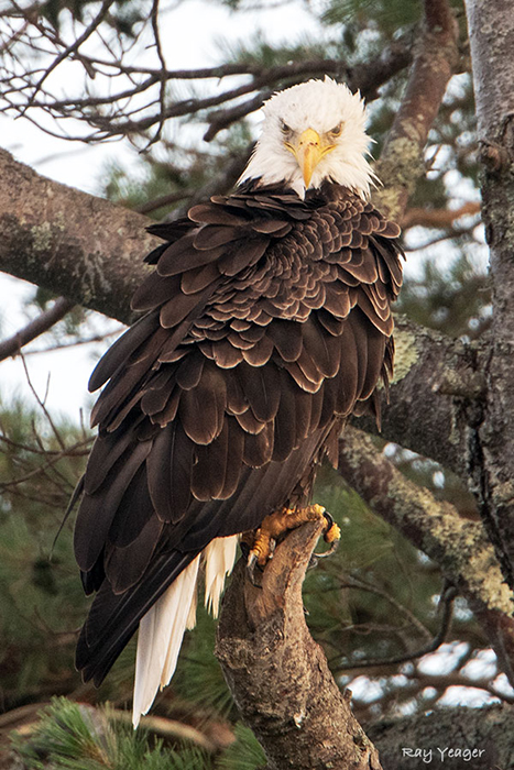 2x-11-dsc_1071a1v700