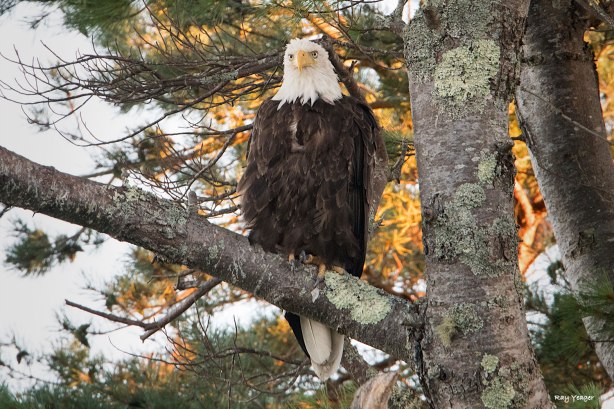 5-5z-dsc_5266a1cm1500