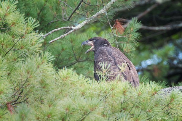 7-5n-dsc_2616a5cn1500