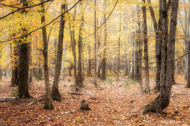 102 15z-DSC_5433a1m31024