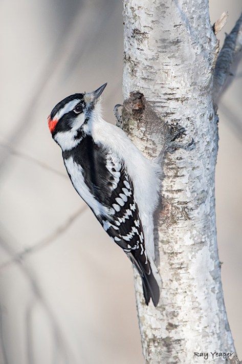 105 1-DSC_6139a1Mc3900