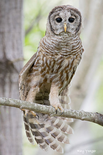 106-3-dsc_4539a1mx600