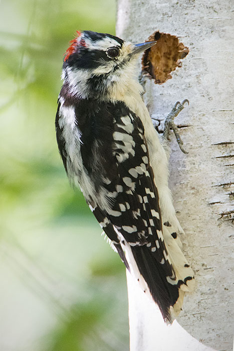 107 1-DSC_6060a3c700