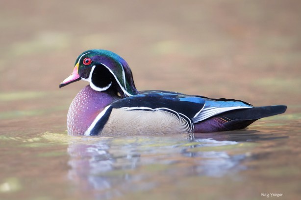 101 13-DSC_5736a1mcA1500 copy