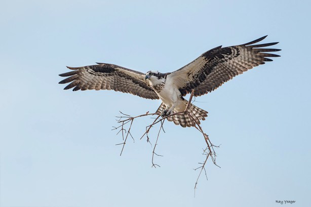 101 1z-DSC_1535a1mA3c1500