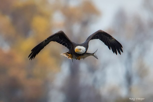 101 1zZZ-DSC_9064a1cmA960