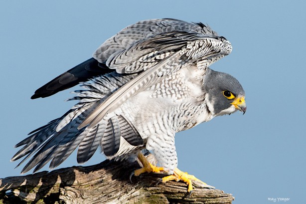 101 7-DSC_2229a1cmC21500