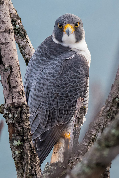 102-1i-DSC_0852a1cmAD700