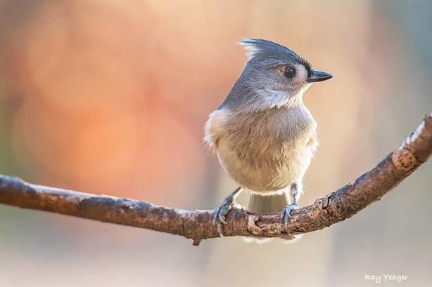 102x 1z-DSC_9572a1cD960