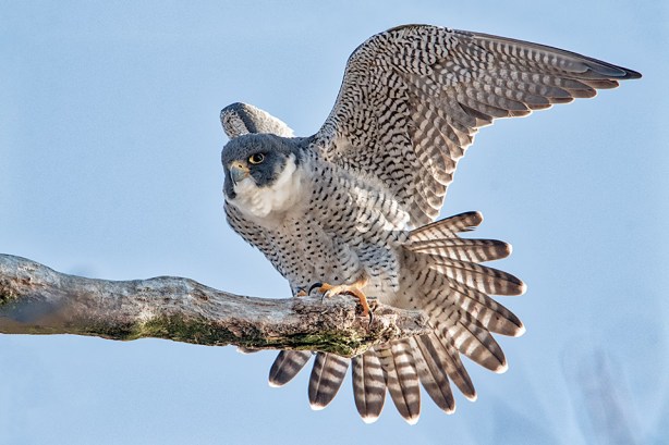 103 11i-DSC_1712a1cmD960