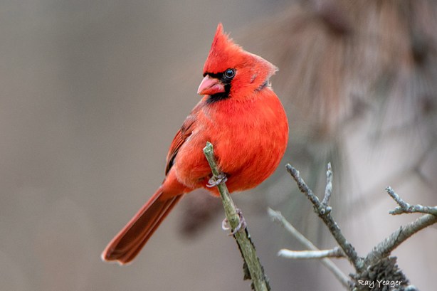 103 1z-DSC_3191a1cmAx960