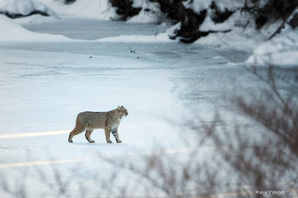 103 5z-DSC_6303a1cmAD960