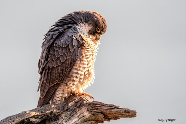 104 7-DSC_9671a1mADH960