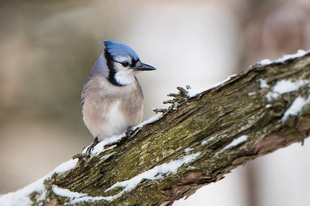 105 1i-DSC_3366a1cmAD960