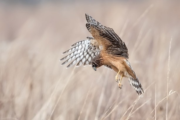 105 5i-DSC_3925a1cmAD960