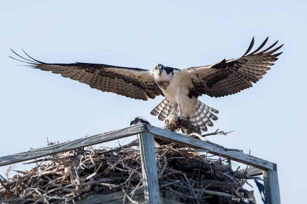 106 3-DSC_7595a1mA1500