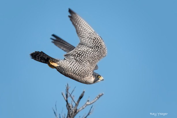 106 3z-DSC_9987a1m960