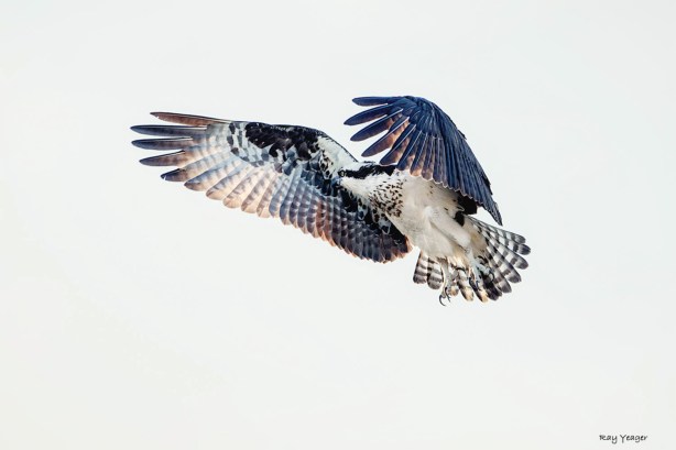 107 1z-DSC_7614a1mAL1500