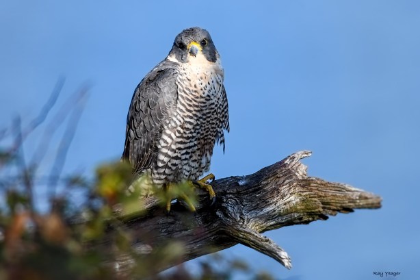 107 9d-DSC_0467a1cmD1500