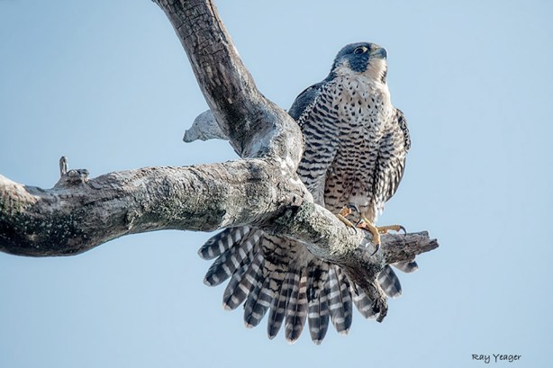 108 15zZ-DSC_0344a1cmADx960