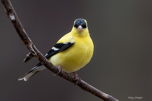 108 7-DSC_1422a1cMAD960