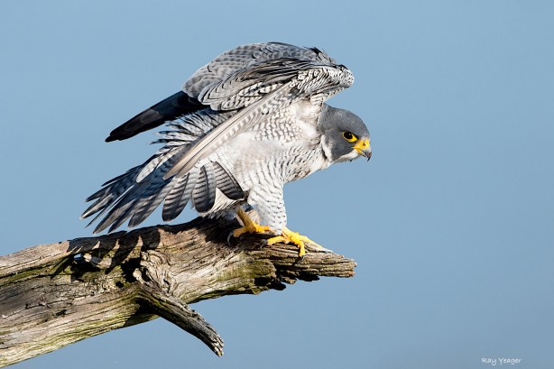 109 3zz-DSC_2229a1cm1500