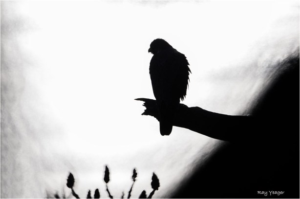 110 9zzZ-DSC_2020a1x960