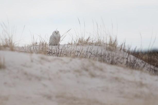 206 9-DSC_6689a1m960